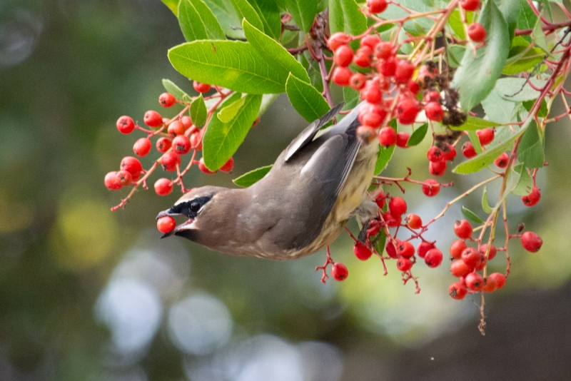 A small gray bird with a dramatic black stripe on its eye clings to a Toyon branch holding a bright red berry in its mouth