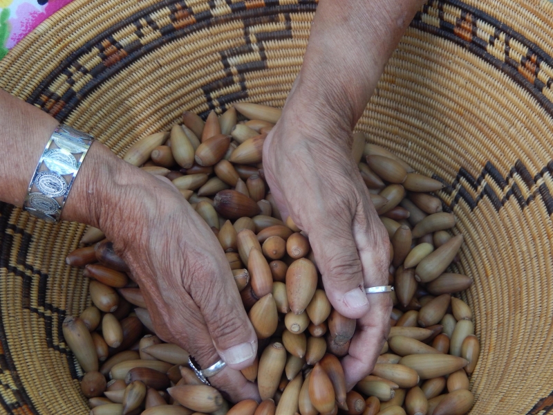 Chumash Elder with Basket of Acorns