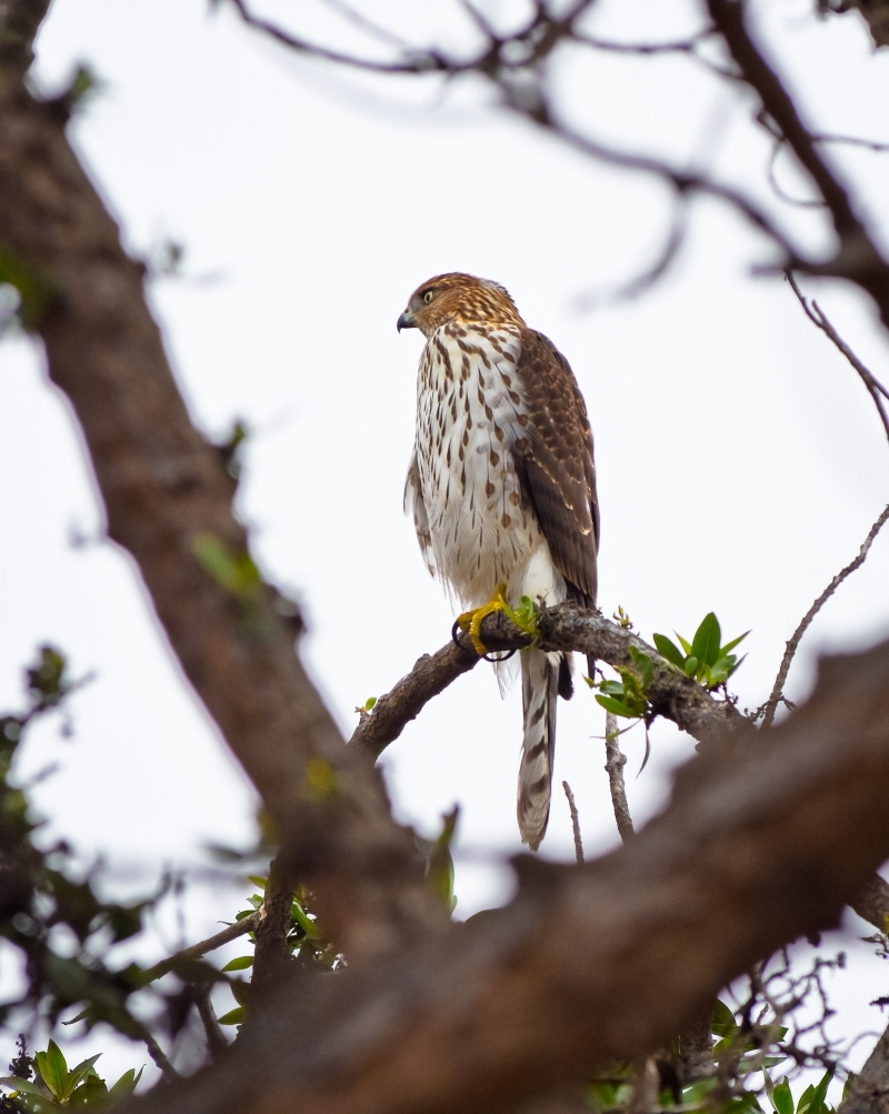 A large hawk with a piercing eye and a cinnamon face perches high in a tree. It has brown wings, a barred tail, and brown streaks on its white chest.