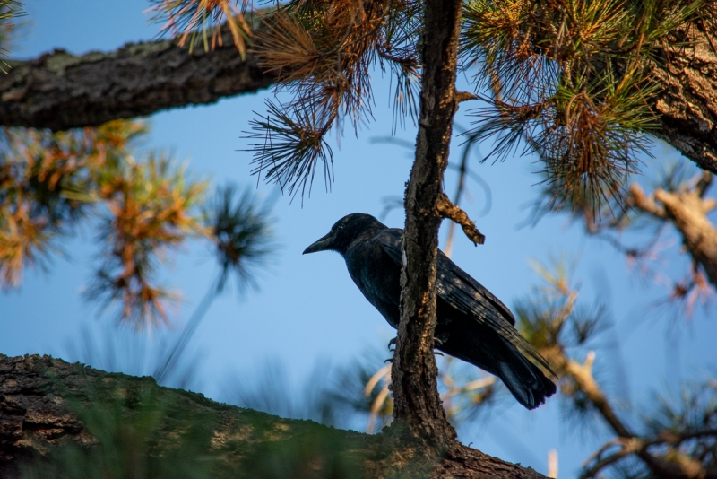 A large black crow with a strong, thick beak perched high above on a pine tree
