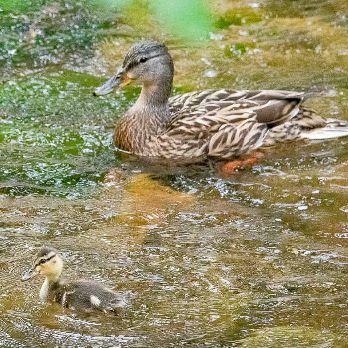 A streaky brown and buff female Mallard duck floats in a stream with her yellow and brown duckling
