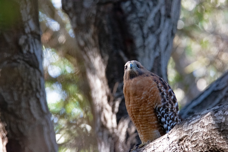A large hawk with a shark beak looks toward the camera from a tree limb above. It has brown and white checkered wings and an orange-brown chest.