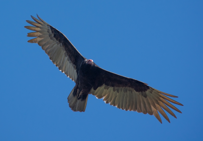 A large black vulture cruises high overhead. It has a pink face and the sun shines through its feathers, lighting them up against the blue sky