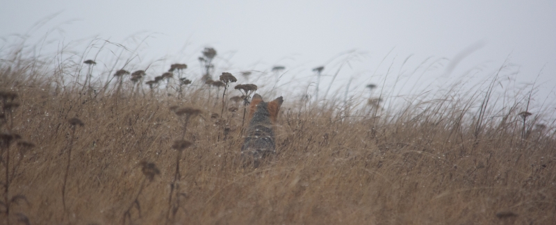 Island Fox waiting