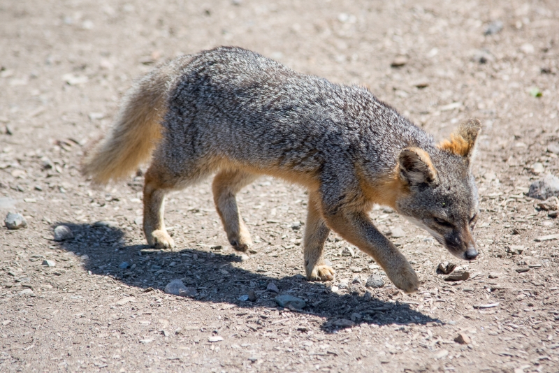 Island Fox on Santa Cruz Island