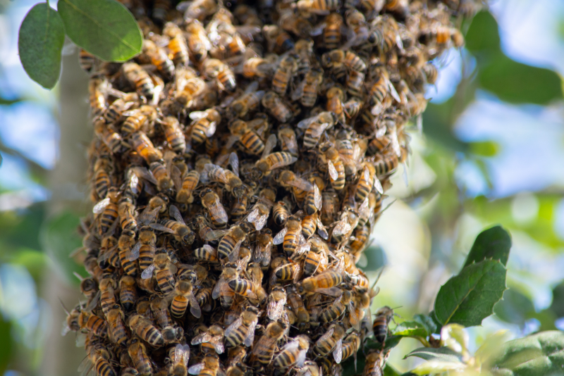 A swarm of honey bees covering a small tree trunk