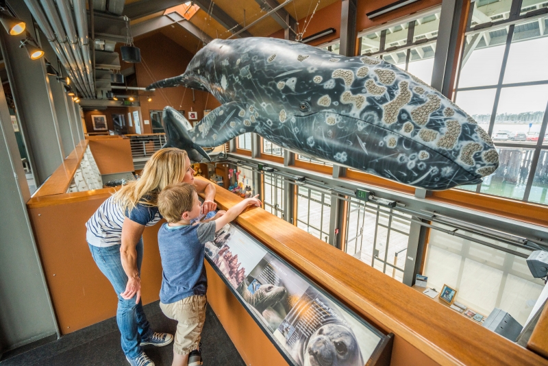 A woman and a young boy looking at a giant replica of a Gray Whale on the bright and airy upper deck at the Sea Center