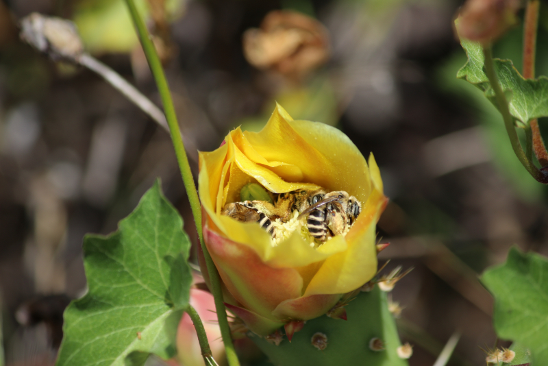 Several bees clustered inside a partially open flower at the edge of a cactus pad