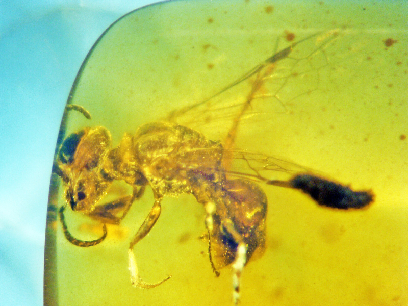 A thin-looking, partly transparent bee suspended in a greenish-yellow piece of amber