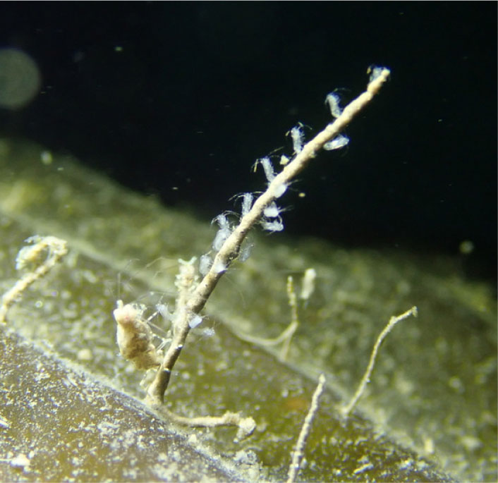 A long beige rod with tiny amphipods clinging to it