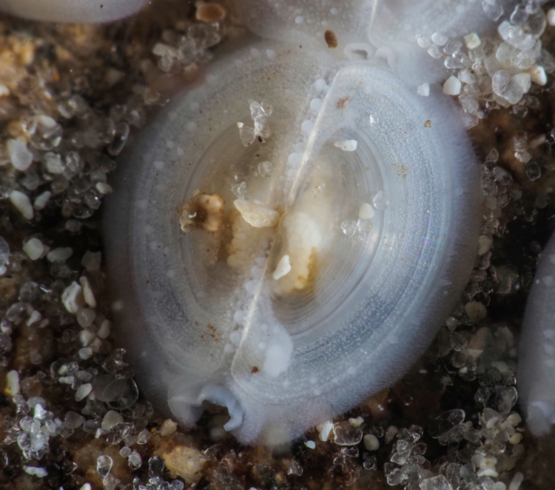 an extreme closeup of a strangely transparent animal that looks a little like a ravioli in the sand, with a prominent seam down the middle