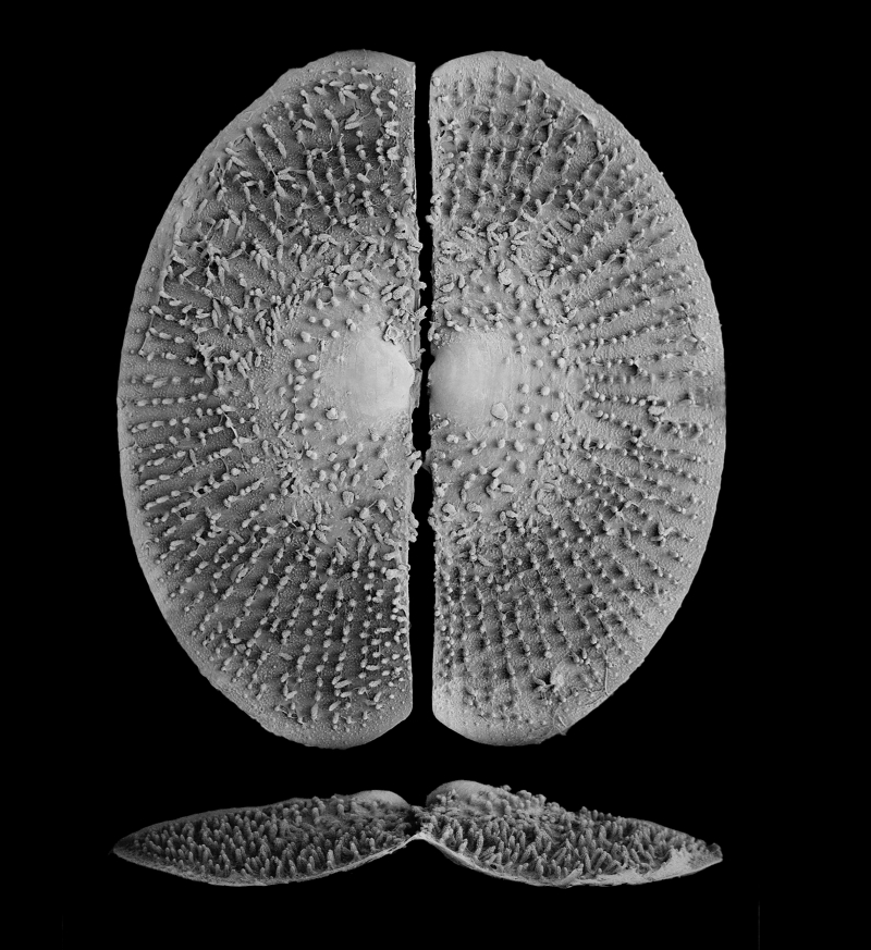 Stark black and white image of clamshells with raised nubbins all over them, like the texture of a sparse bathmat