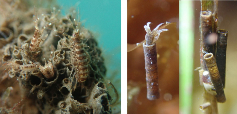 Two images showing amphipods in different kinds of tubes. One is a sort of condo complex and the other tubes are separate