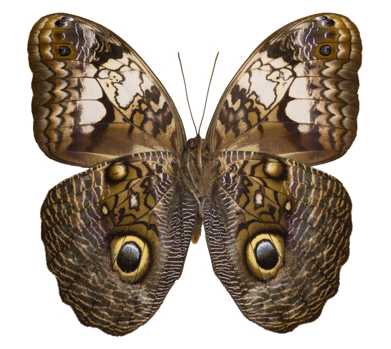 brown Giant Owl butterfly with giant dramatic eyespots