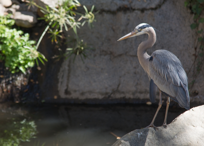 A very large, gray-blue bird with an S-shaped neck, a sharp, pointy beak, and long skinny legs stands next to a pond