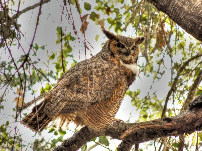 A big fluffy-looking owl with tufted feathers that look like ears perched among the foliage of an oak tree