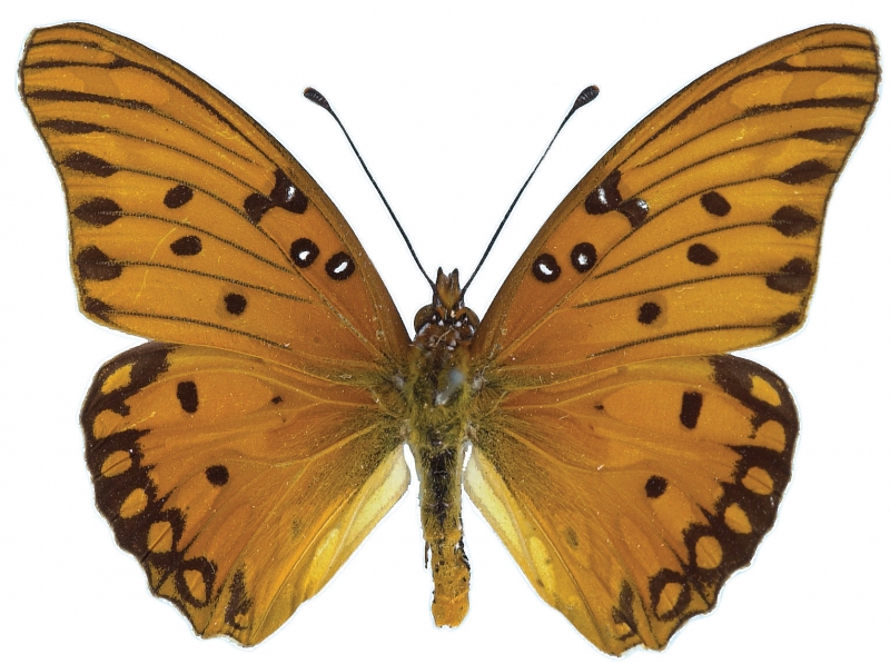 An orange Gulf Fritillary Butterfly