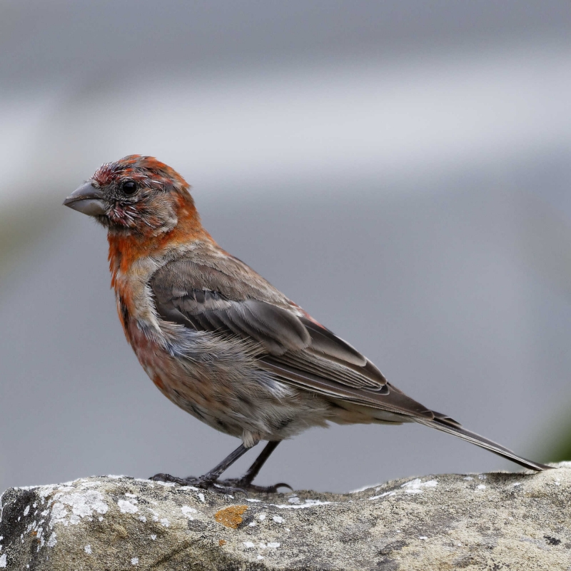 A small gray-brown bird with a reddish head. It's black eye looks right into the camera