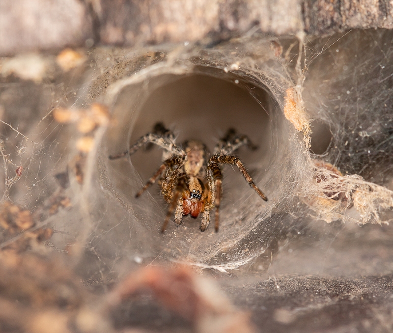 Agelenopsis aperta in its funnel-shaped web. Photo by Adam Green