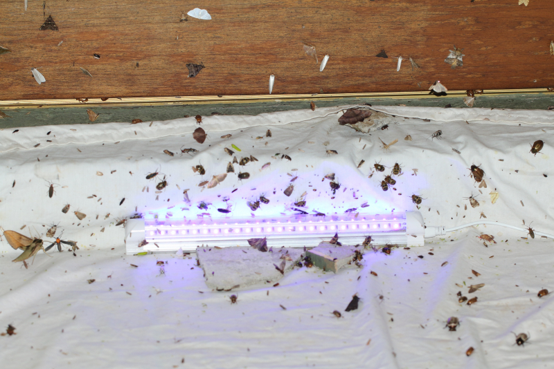 Many insects clustered around a small strip of lights on a white sheet