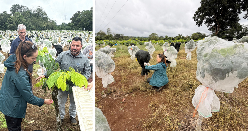 Two images side by side show people inspecting a small tree in a field and a woman wrapping the tree to protect caterpillars from predators.