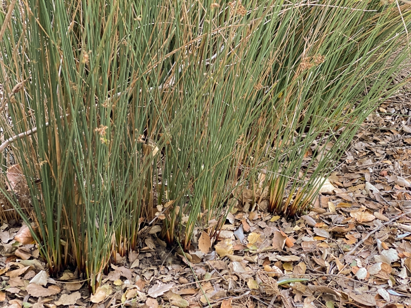 Thin green rushes with rusty red bases growing from moist ground covered with Coast Live Oak leaves