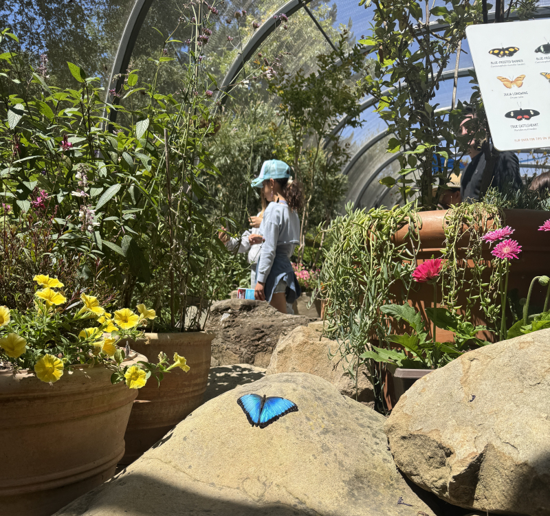 A bright blue butterfly on a piece of Santa Barbara sandstone in the lush garden setting of Sprague Butterfly Pavilion.