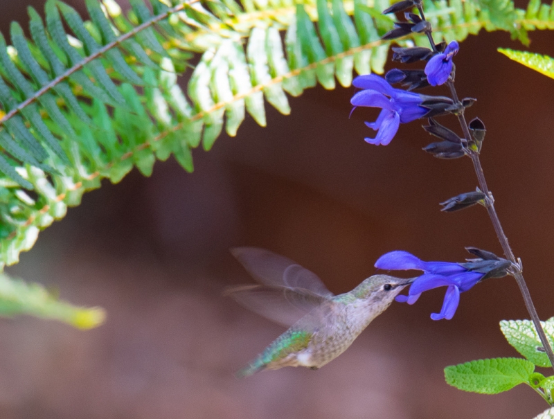 A tiny grey hummingbird with a brilliant green back delicately sips nectar from a blue flower