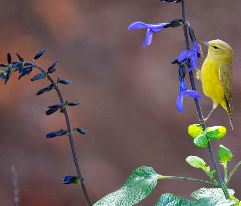 An extremely yellow little bird perches athletically on the stem of a blue flower