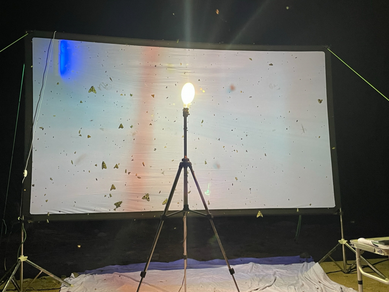 Insects crowding onto a white sheet some bare bulbs in front of it
