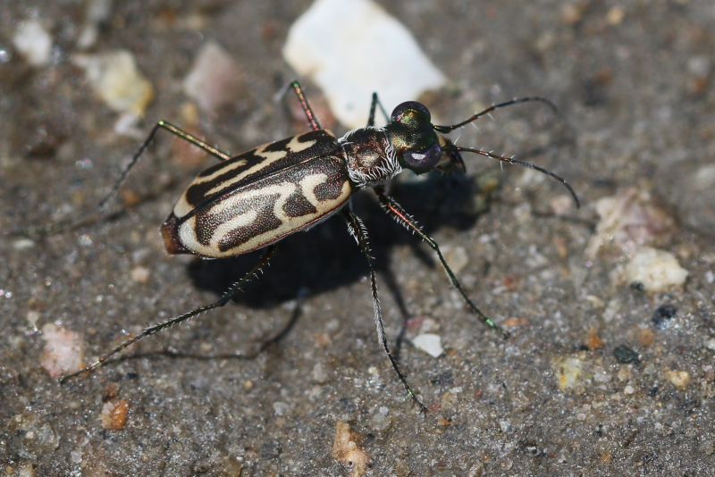 A tiger beetle with a beautiful pattern
