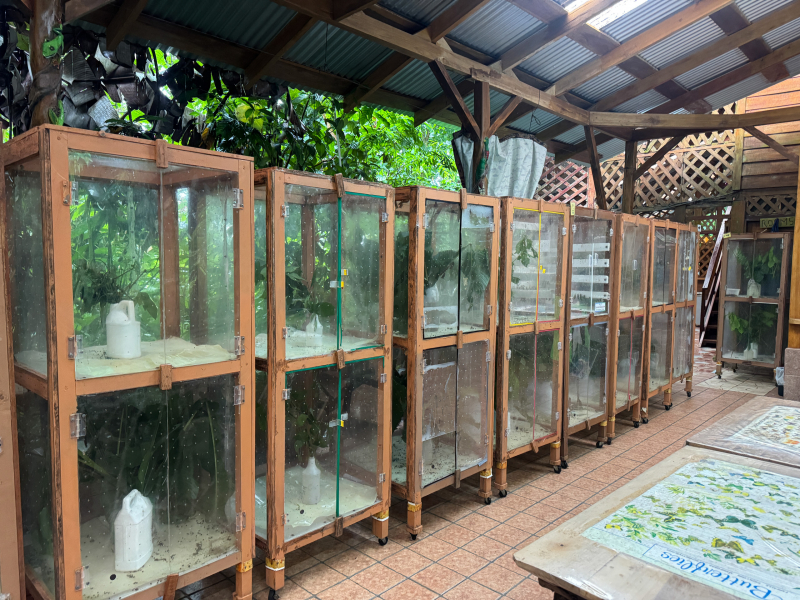 Wooden cabinets with clear walls line one side of a tiled, covered patio in the rainforest.