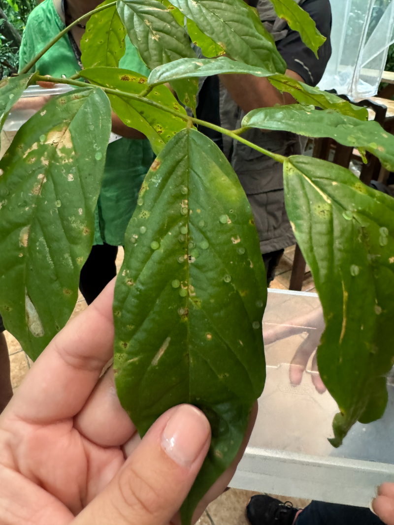 Photo from Kim's point of view showing tiny eggs on a plant leaf held in her hand. Someone nearby holds a bin ready to collect the eggs.