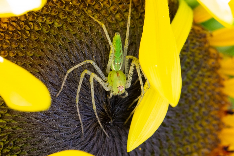 The striking Peucetia viridans, also known as the Green Lynx Spider. Photo by Adam Green