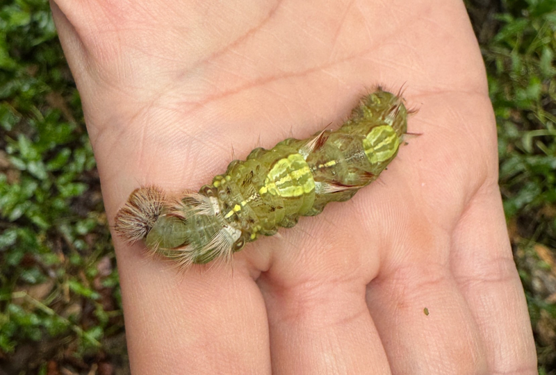 a hairy caterpillar in different shades of green and brown looks enormous on someone's outstretched palm
