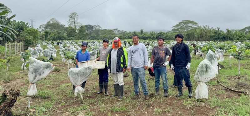 Six men in a field surrounded by small trees. The landscape looks humid and many of the trees are covered in cloth to protect caterpillars.