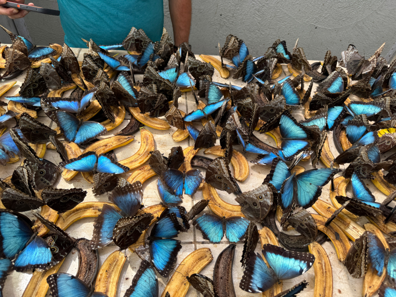 An area of about a square meter filled with dazzling blue butterflies on bright yellow halved bananas.