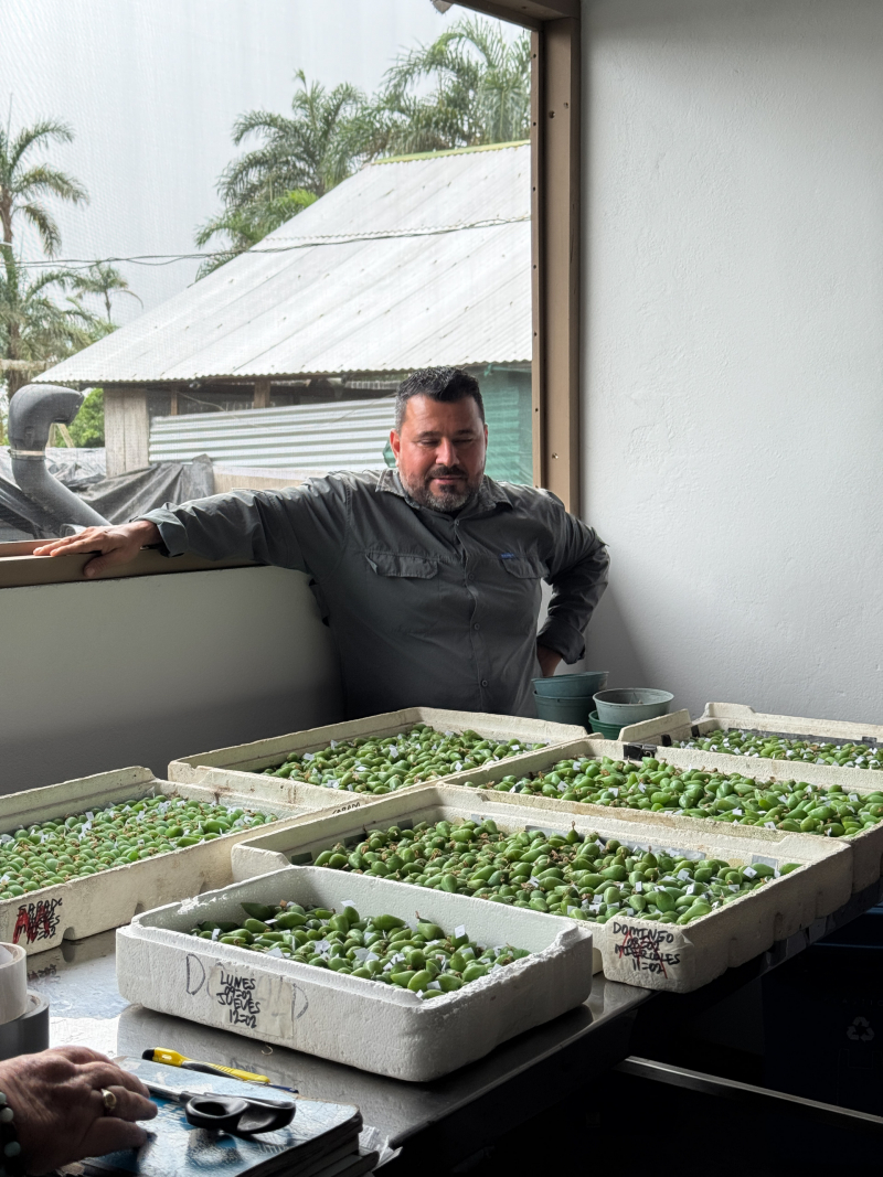 A man looks down at large foam trays filled with large, grass-green butterfly pupae