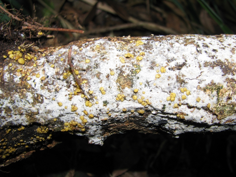 log covered with yellow fungus nodules