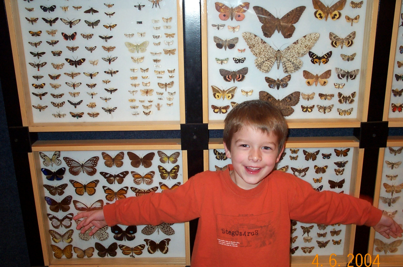 An overjoyed little boy in front of a museum display of pinned butterflies and moths
