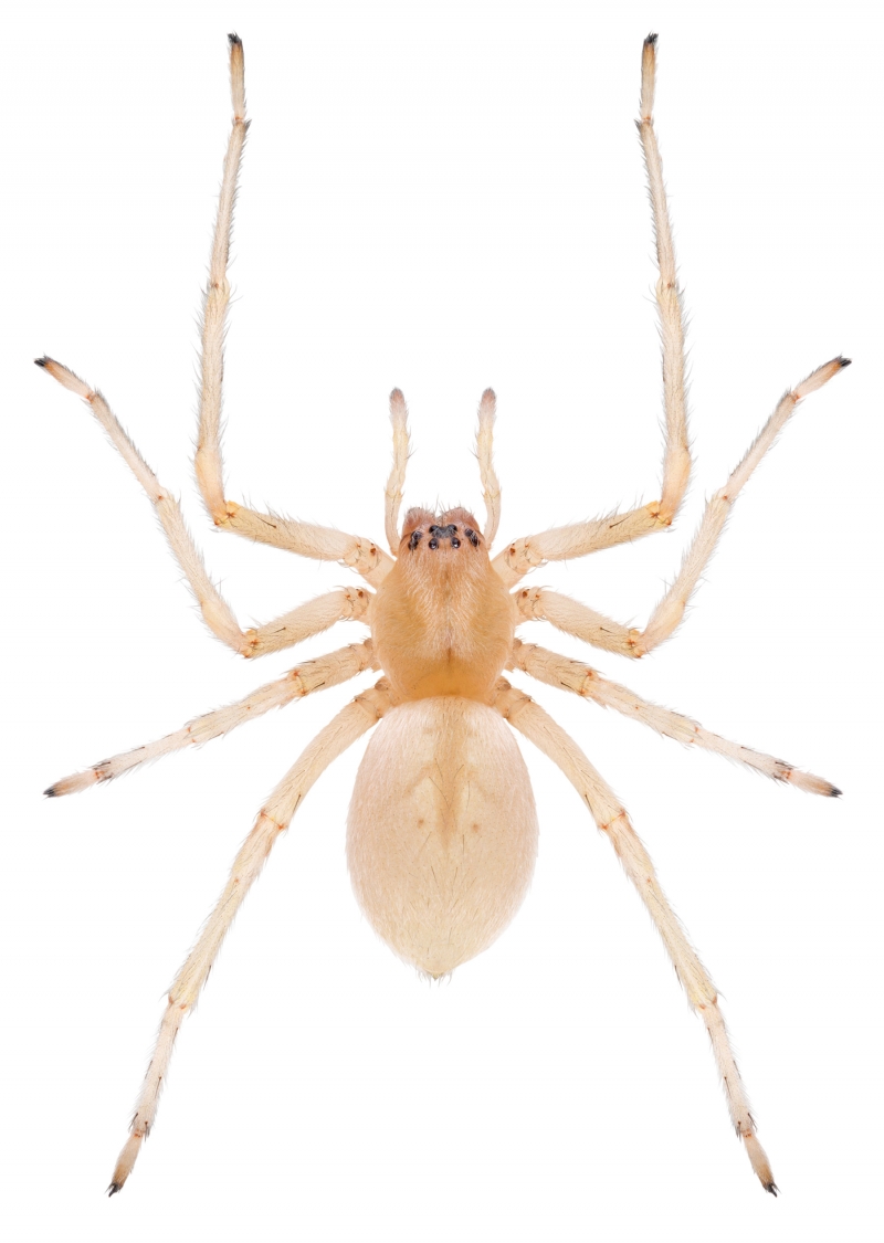 Name: Long-legged Sac Spider, Cheiracanthium mildei