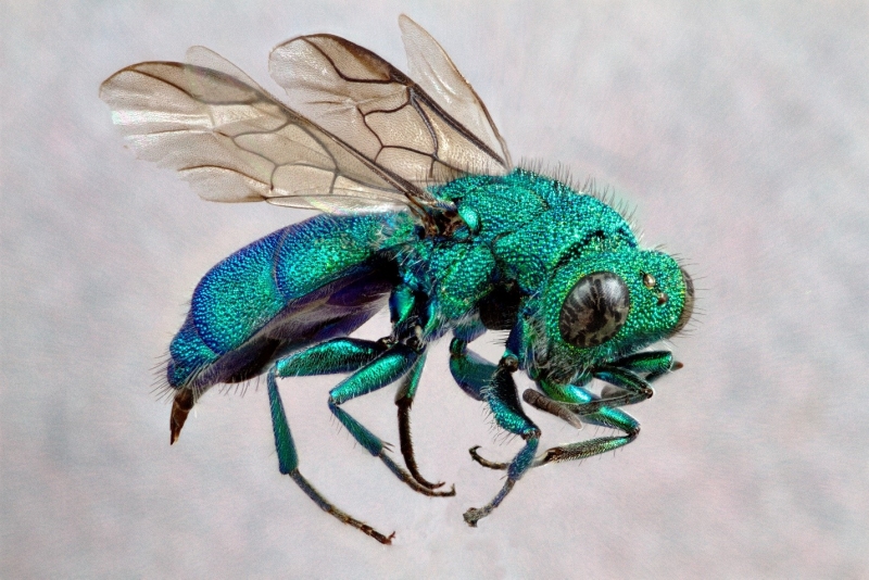Cuckoo Wasp image by Lucie Gimmel