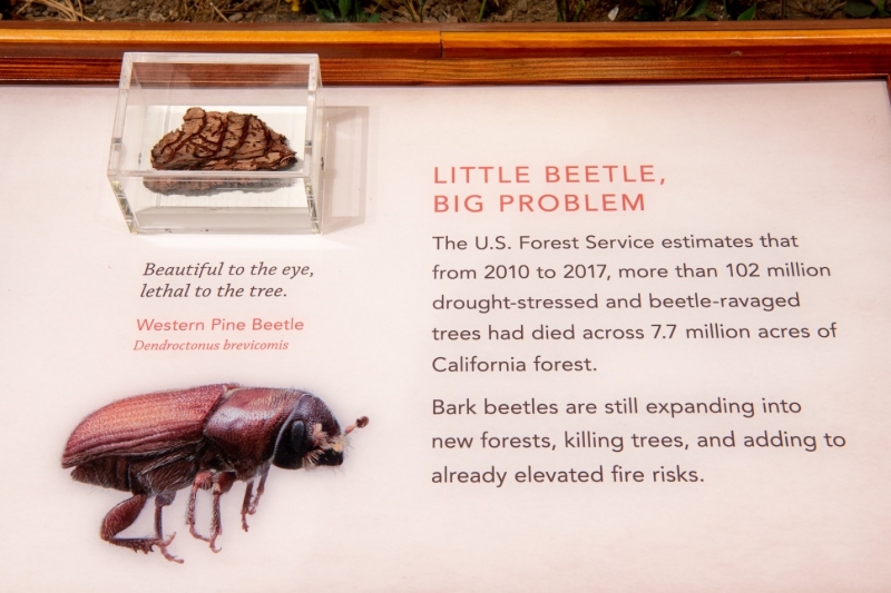 bark beetle exhibit