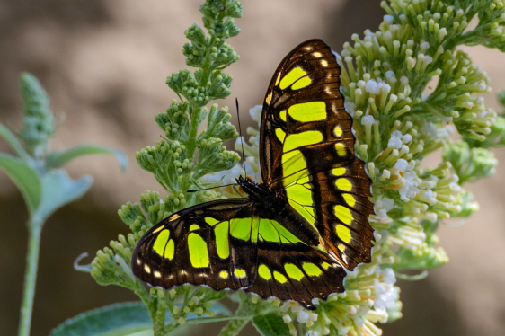 Feature image