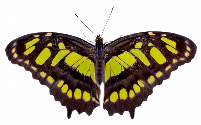 Green and brown Malachite butterfly