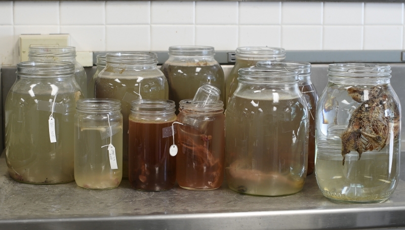 Jars full of cloudy water and containing partial skeletons of animals