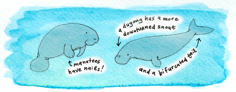 manatee and dugong physical differences