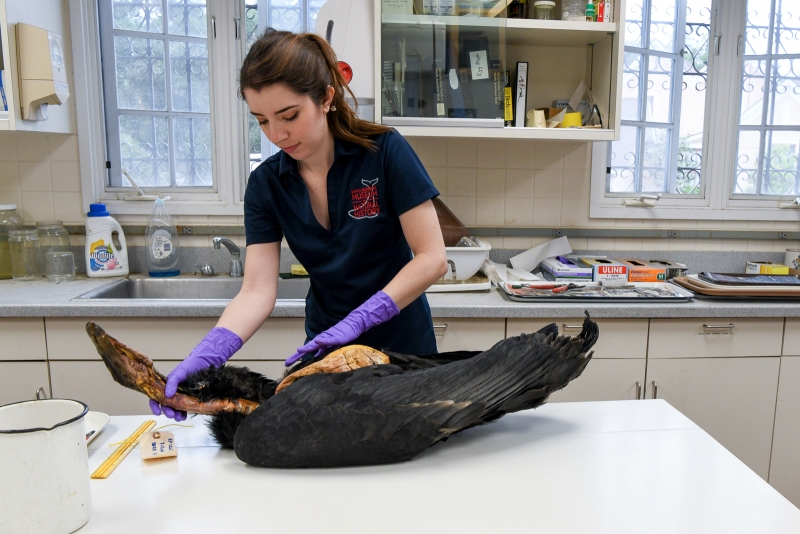 Julia Schorr carefully handling the defrosted carcass of a California Condor