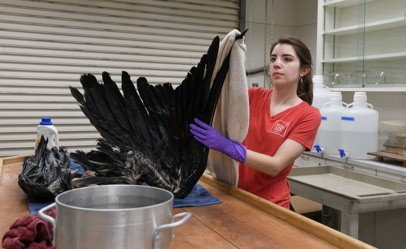 Schorr drying the beautiful long feathers with a towel