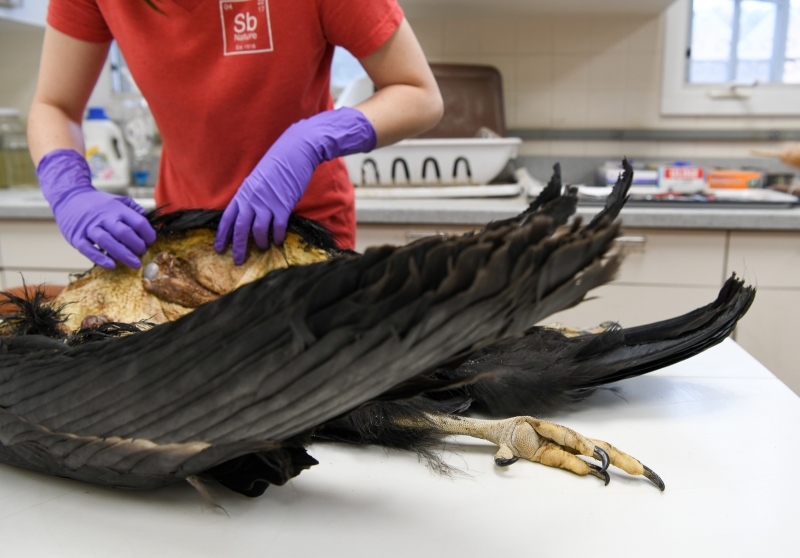 Image showing the large feet and talons of the condor